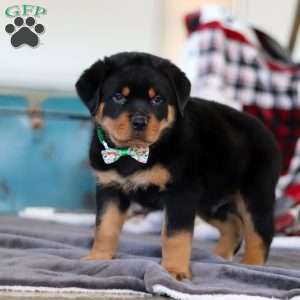 Kobe, Rottweiler Puppy